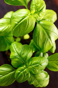 how to grow basil from seeds, growing basil singapore, basil seeds singapore, organic basil seeds, how to plant basil, thai basil, lemon basil, lemon balm, urban sproutz