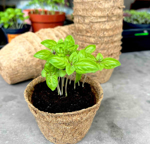 coco coir pot, eco friendly pots, sustainable plant pots, singapore, seedling pots, pots for planting microgreens, green pots, compostable pots, eco friendly plant pots, everything green, microgreens