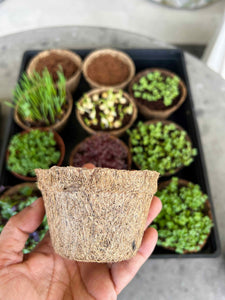 Set of 30 Reusable & Biodegradable Coco Coir Seedling Pots