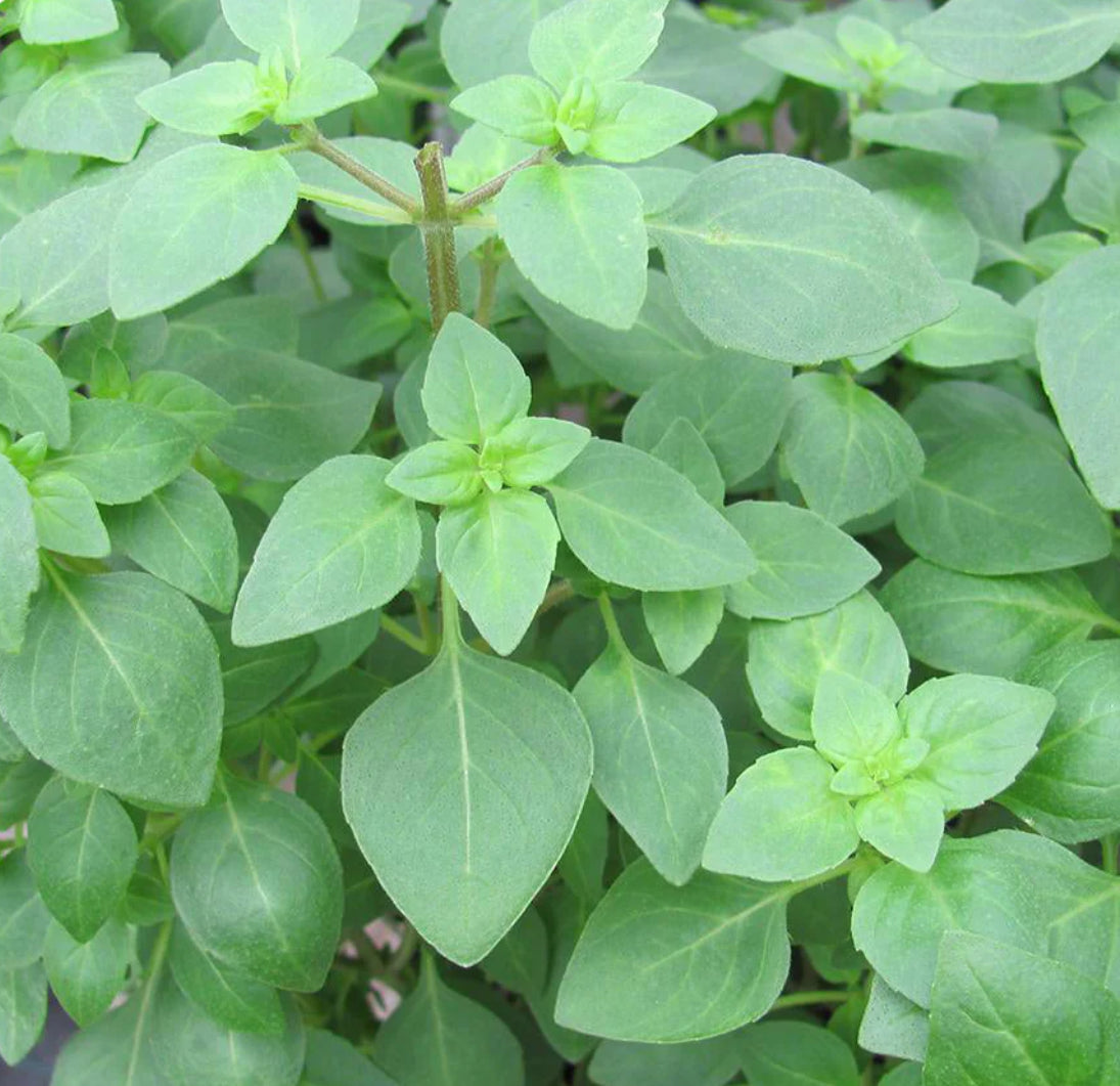 BUY Organic Purple Basil Microgreen Seeds Pack FREE Shipping Singapore