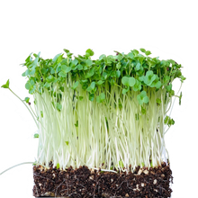 grow broccoli sprouts, microgreens, singapore, broccoli seeds, organic, gmo-free, non-hybrid, untreated, sprouting, cancer fighting vegetable, organic broccoli microgreen, sprouts, gmo free, broccoli seeds, singapore, everything green  Edit alt text