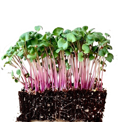 china rose radish, microgreens, seeds, organic, singapore, everything green, everythinggreen, buy, online