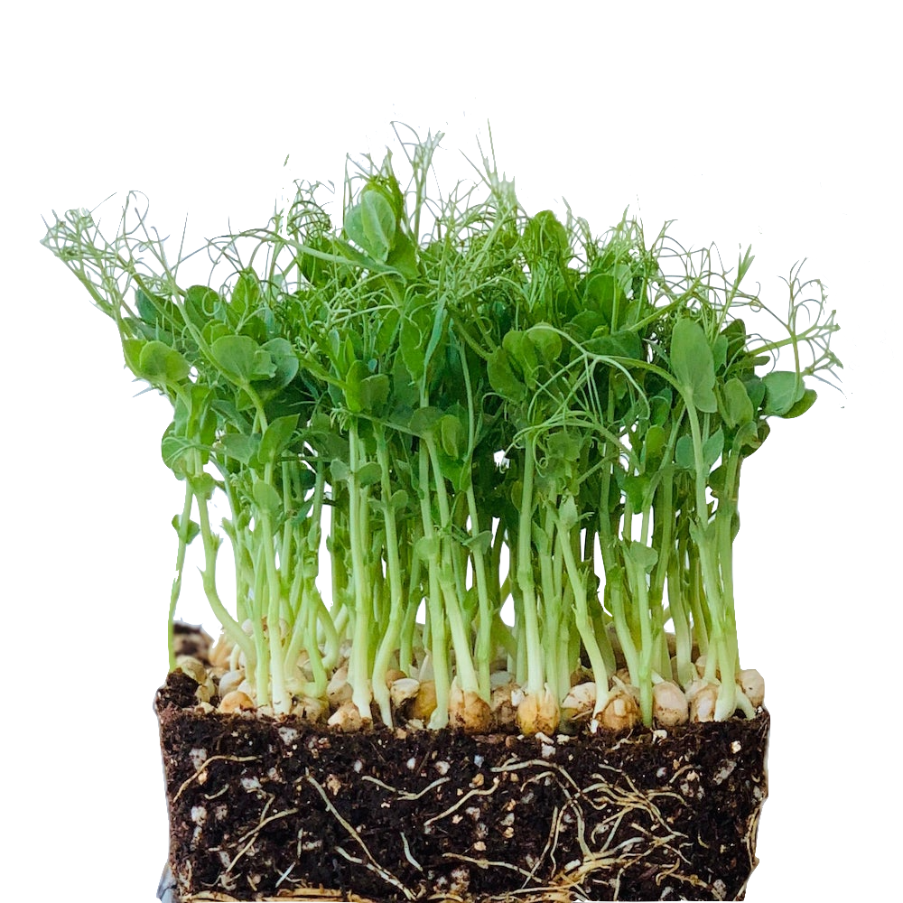 Organic GMO-Free Green Pea Shoot Seeds FREE Shipping In Singapore