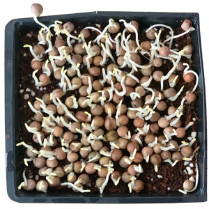 Speckled Peas Microgreens Seeds Pack