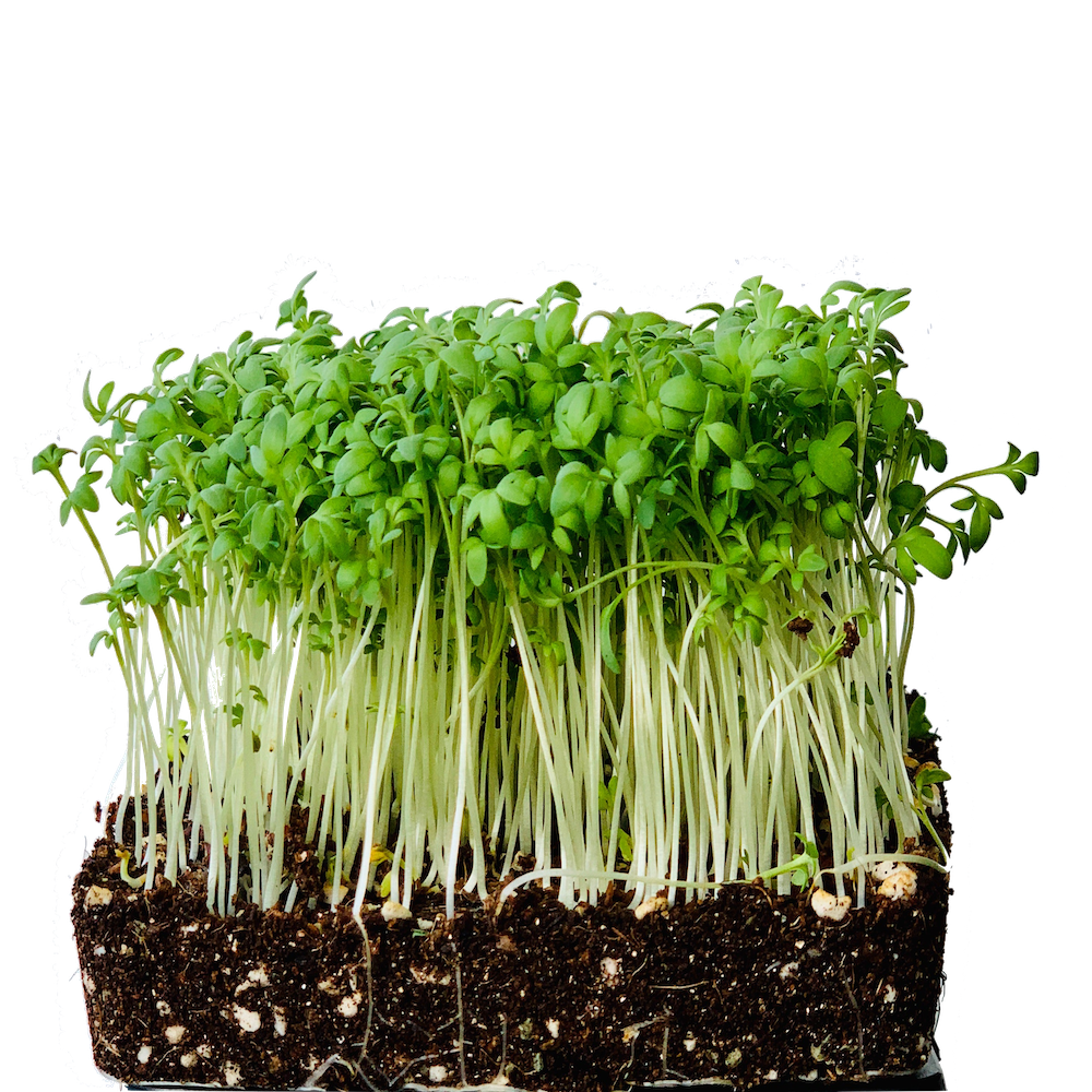 Curled Cress Seeds, Cress Sprouting Seeds