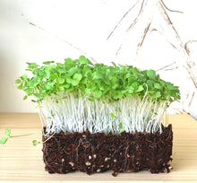 mizuna mustard microgreens singapore, mustard seeds, mizuna microgreen, sprouts, organic, gmo free, non treated, singapore, buy microgreens, grow microgreens, mizuna green seeds organic, malaysia, wellgrow, urban sproutz, urban harvest, farm delight,