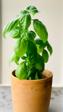 italian basil, organic, seeds, green basil, basil large green leaves, singapore, buy, grow, plant, urban farming, italian herbs