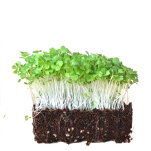 Mizuna Green Mustard Microgreen Sprout Seeds Pack