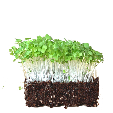 Mizuna Green Mustard Microgreen Sprout Seeds Pack