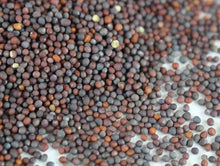 microgree mustard seeds, sprout mustard seeds, how to sprout mustard seeds, mustard vegetable, grow mustard seeds