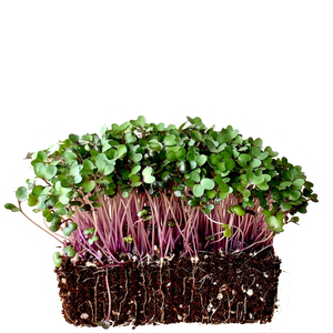 red cabbage microgreens singapore, organi, gmo free, microgreen cabbage seeds, cabbage seeds, vehetable seeds, microgreen seed, singapore, for sale, urban sproutz, urban harvest, farm delight, buy microgreens, fresh microgreens,  Edit alt text