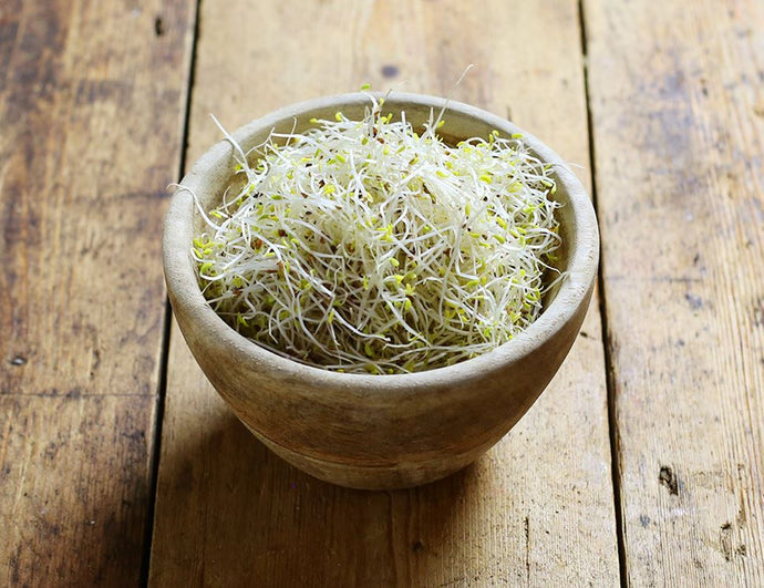 How To Sprout Seeds - Broccoli, Alfalfa, Radish, Sunflower, Cabbage And Many Others