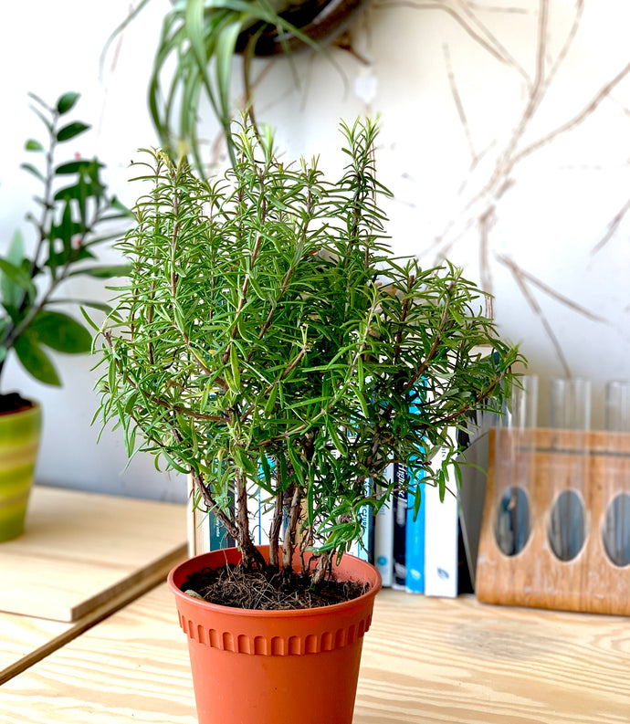 How To Grow Rosemary by Propogation