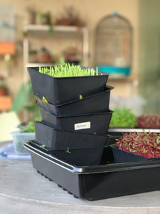 Harvesting And Storing Your Microgreens