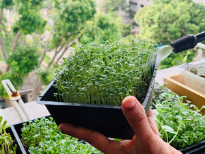 Watering Your Microgreens