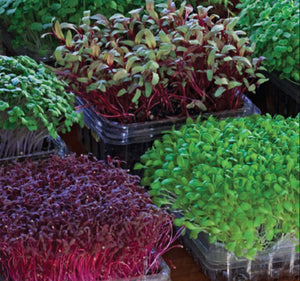 Reuse Your Plastic Containers To Grow Microgreens