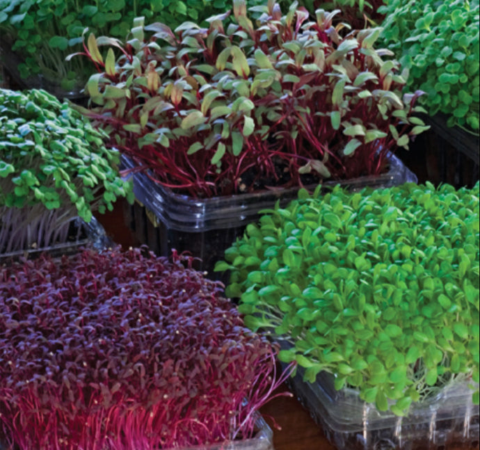 Reuse Your Plastic Containers To Grow Microgreens