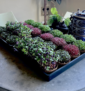 Your Balcony, Reimagined—as a Microgreens Garden