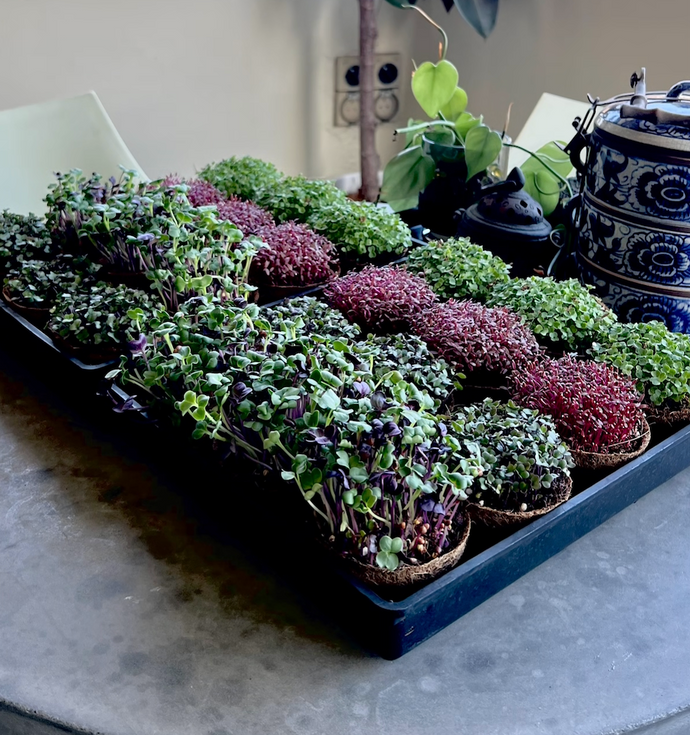 Your Balcony, Reimagined—as a Microgreens Garden