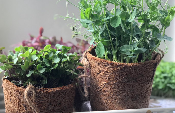 Easy Steps to Growing Your Microgreens (Singapore‑Proof)