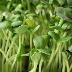 sunflower microgreens seeds, singapore, everything green singapore, everythinggreensg, how to grow sunflower microgreens, easy microgreens to grow, nutritious microgreens, superfoods