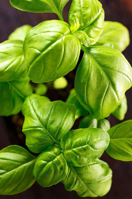 How To Grow Basil In Singapore