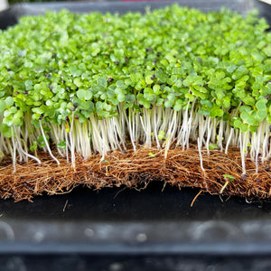 Growing Broccoli Microgreens on a Coco Mat: A Step-by-Step Guide