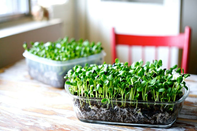 How To Grow Microgreens In Singapore