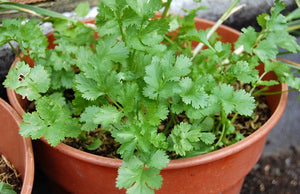 How To Grow Cilantro Or Coriander At Home