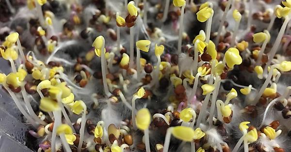 Mistaking Root Hairs For Mould in Microgreens
