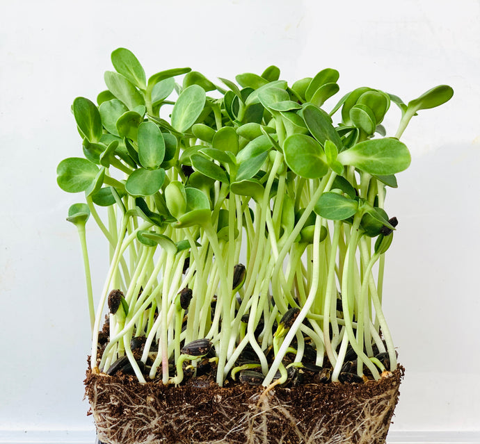 How To Grow Sunflower Microgreens Shoots