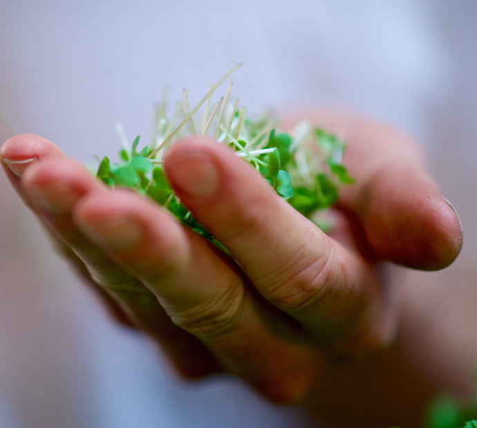 How To Harvest Your Microgreens