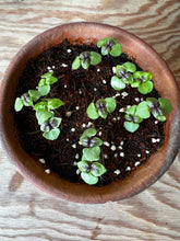 Basil (Red Nina) Seeds ~ 50 seeds