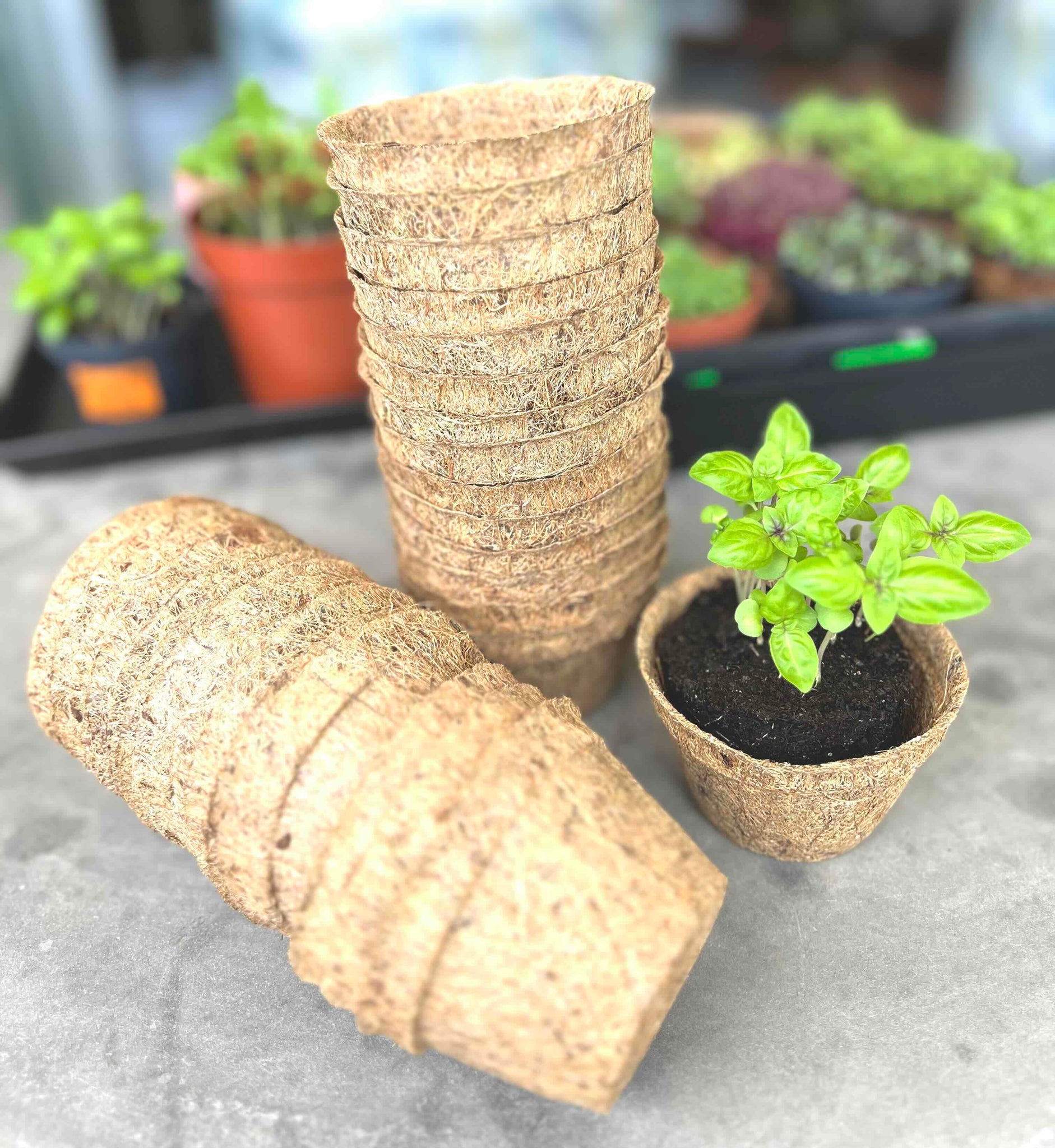 coconut coir plant pots Sustainable & Eco Friendly Coco Coir Planting Pots – everythinggreen.sg