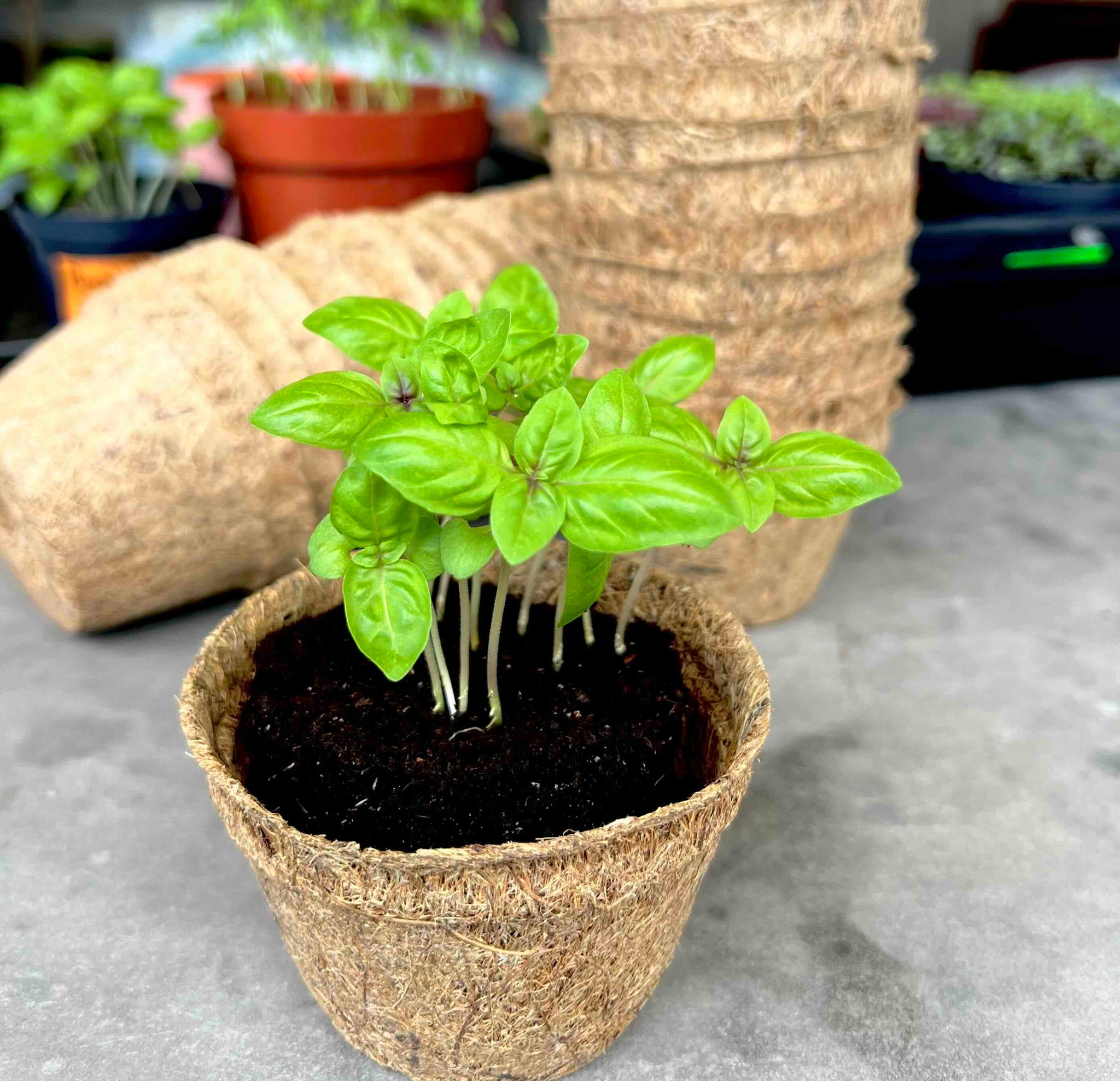 singapore plant pots Sustainable & Eco Friendly Coco Coir Planting Pots – everythinggreen.sg