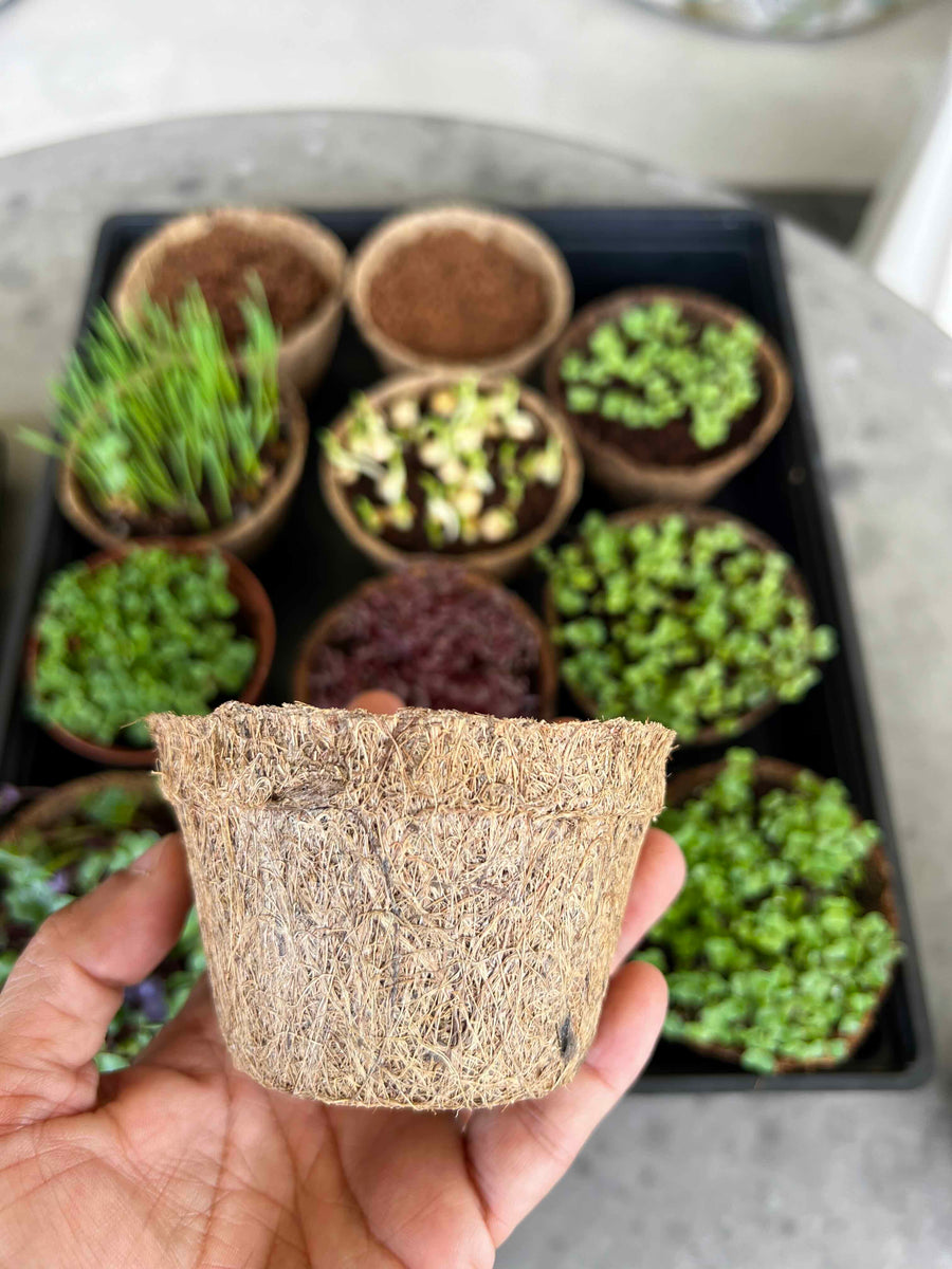 Sustainable & Eco Friendly Coco Coir Planting Pots – everythinggreen.sg