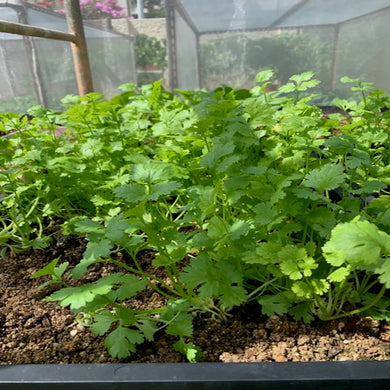 coriander seeds, grow coriander, cilantro, singapore, how to grow coriander, how to plant coriander, does coriander grow in singapore