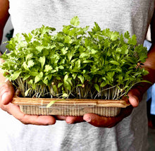 Coriander microgreens Singapore, Fresh Herbs Singapore, Grow herbs Singapore, Grow Microgreens Herbs Singapore, How to grow herbs Singapore, How to grow coriander singapore, how to grow herbs singapore, how to grow basil singapore