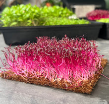 Microgreens, coco mat, grow microgreens, how, Singapore, hydroponic, microgreens no soil, amaranthus red, red spinach microgreens 