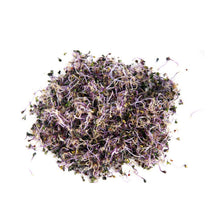 Red Cabbage Microgreens/Sprouting Seeds