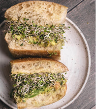 Kale (Green) Sprouting Seeds