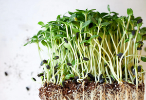 Sunflower Microgreens Seeds