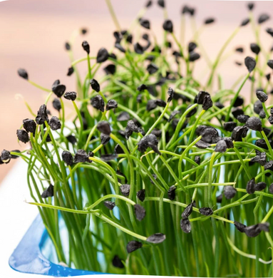 garlic chive, garlic microgreens, chive microgreens, how to grow chives