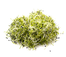 Garlic Chives