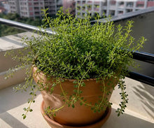 how to grow thyme from seeds, singapore, everything green, everythinggreesg, buy thyme seeds