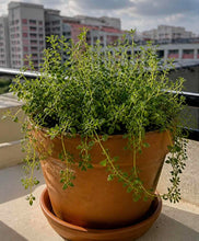 Thyme seeds, herb seeds, how to grow thyme from seeds, grow thyme, singapore, 