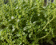 thyme seeds, singapore, italian thyme, australian thyme seeds, grow thyme from seeds, how to, everything green, everythinggreensg