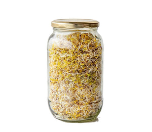 alfalfa sprouts, singapore, buy seeds for sprouting, organic, sprout seeds, sprout lab singapore