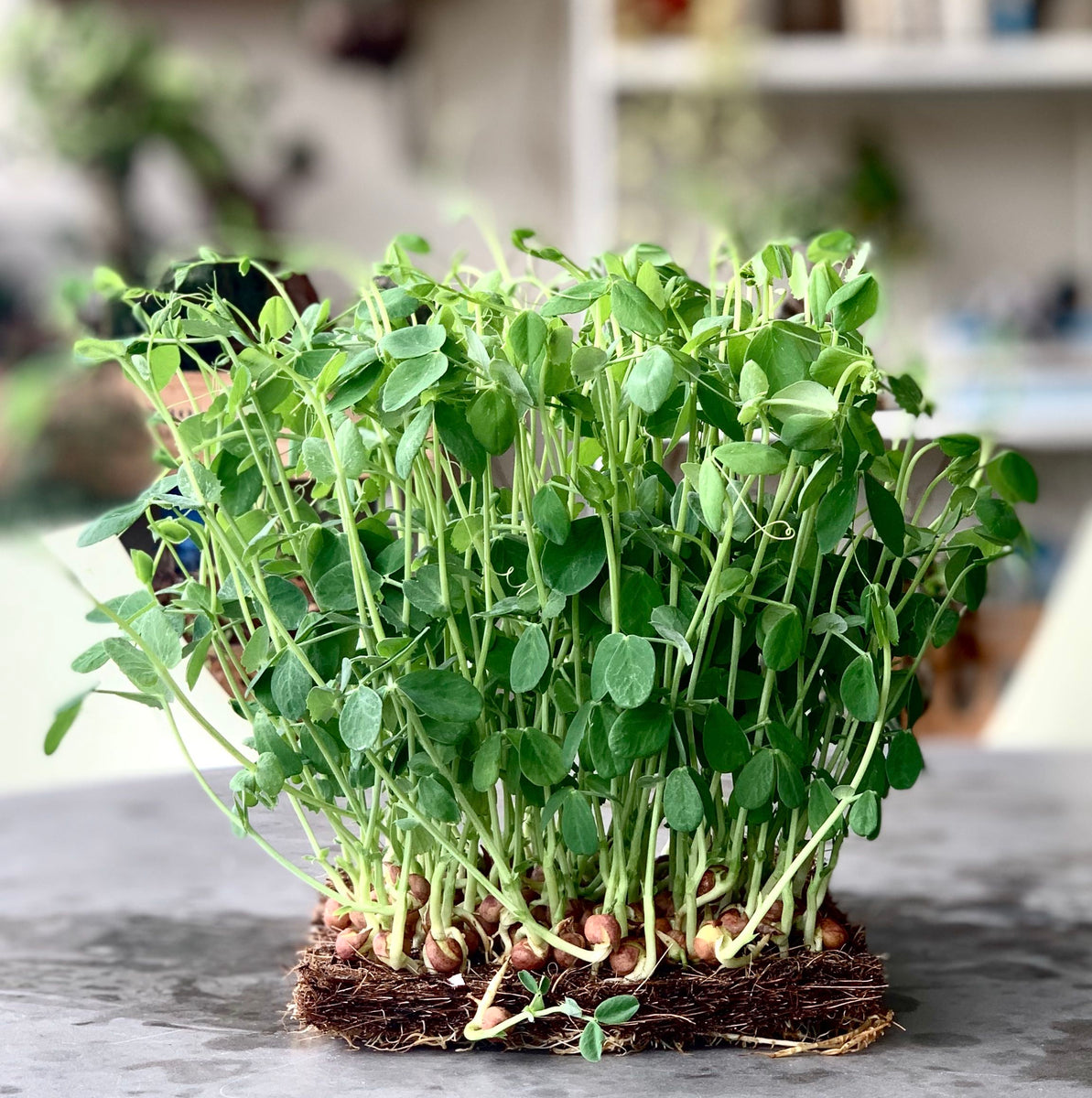 Singapore, Organic seeds, gmo free, microgreen, vegetable seeds, grow edibles, farm edibles, urban harvest, workshop, untreated vegetable seeds, urban sproutz, grow your own kits singapore, gardening kits, sustainable gifts, organic plant seeds, 