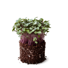 red cabbage microgreens singapore, organic, gmo free, microgreen cabbage seeds, cabbage seeds, vegetable seeds, microgreen seed, singapore, for sale, urban sproutz, urban harvest, farm delight, buy microgreens, fresh microgreens,